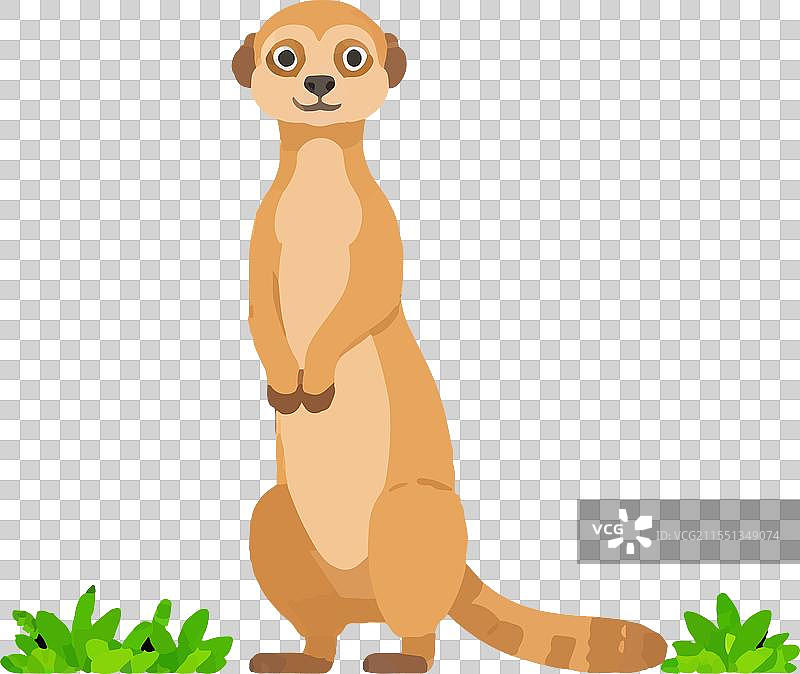 在卡拉哈里沙漠觅食的社交家庭狐獴图片素材