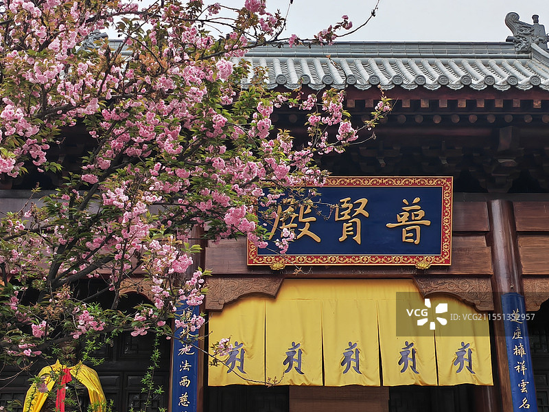 西安 大兴善寺 普贤殿 樱花图片素材