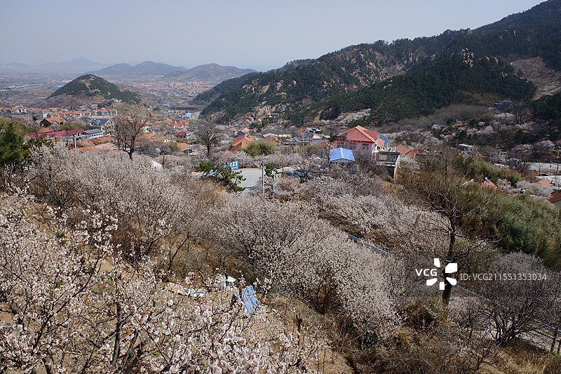 崂山樱桃花春色图片素材