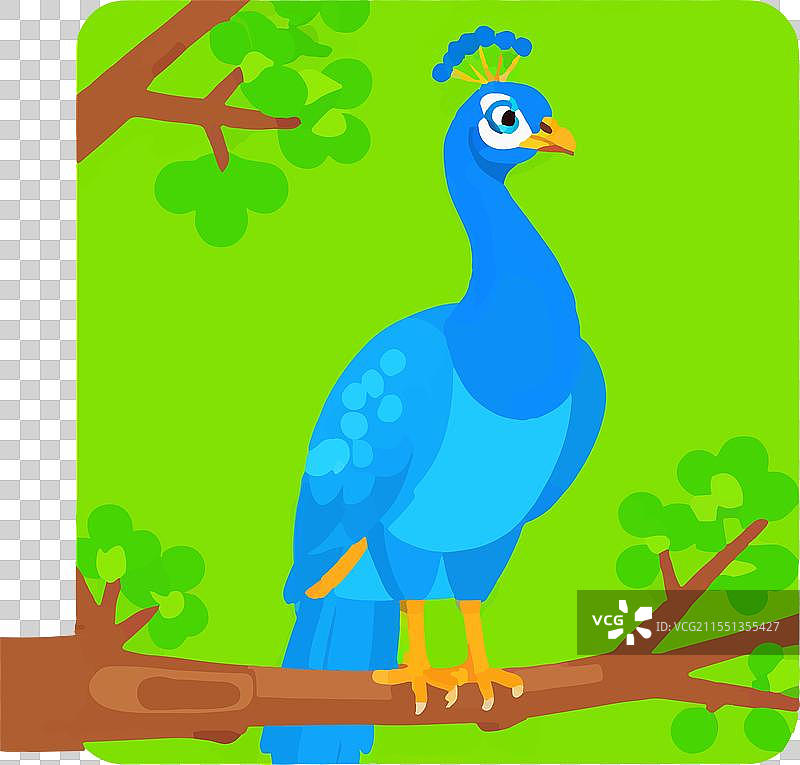 孔雀鸟羽毛的象征意义，自然符号图片素材