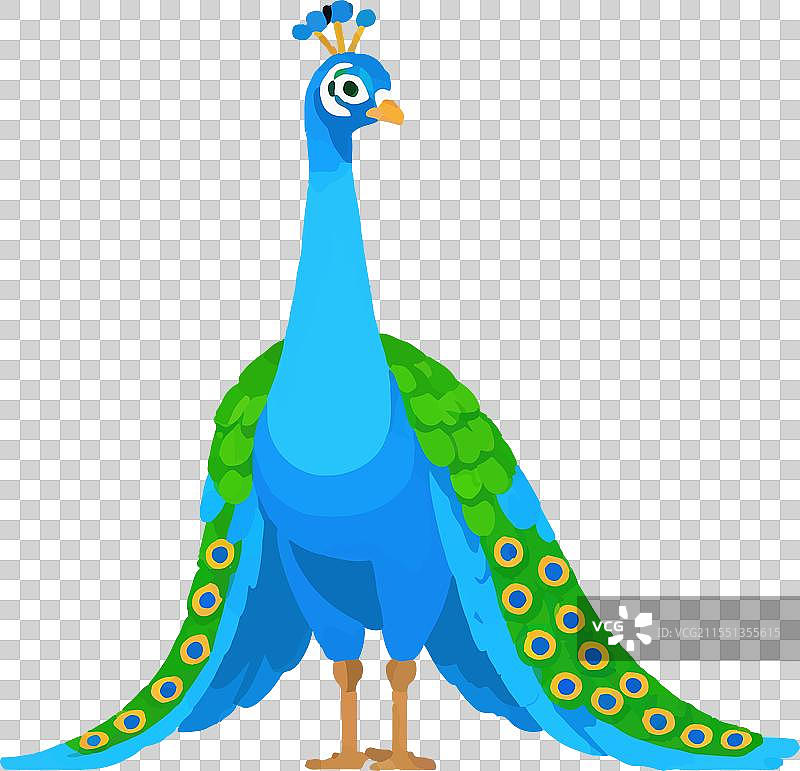 孔雀无形的羽毛五彩斑斓的美丽图片素材