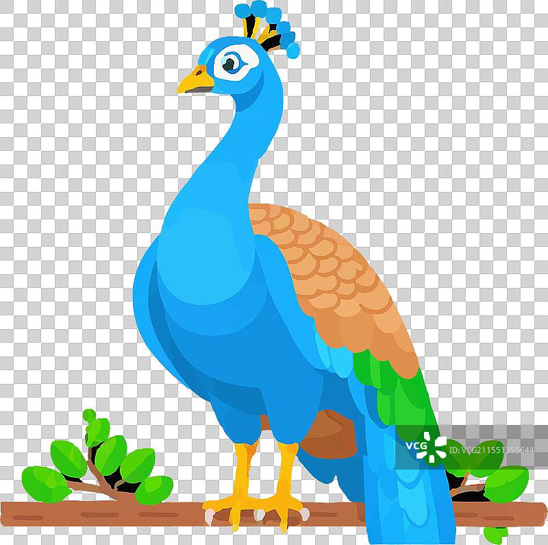 孔雀民俗图案羽毛之美自然图片素材