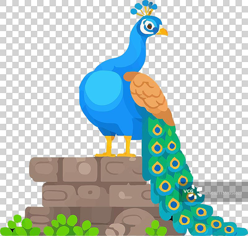 孔雀优雅的羽毛，皇家之美，自然之美图片素材