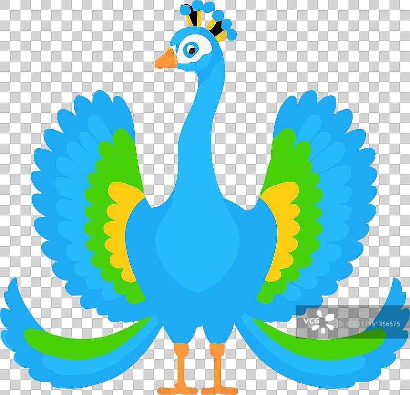 孔雀的骄傲，文化，色彩斑斓的自然美图片素材