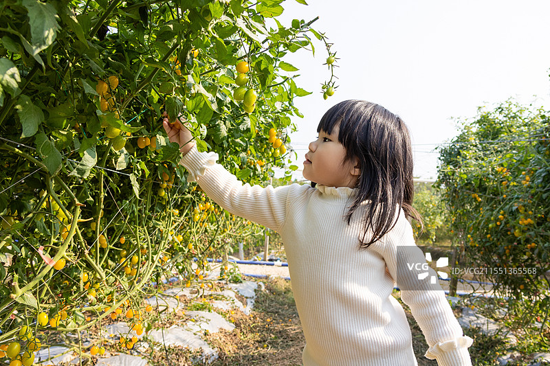 农场里一名中国小女孩采摘圣女果图片素材