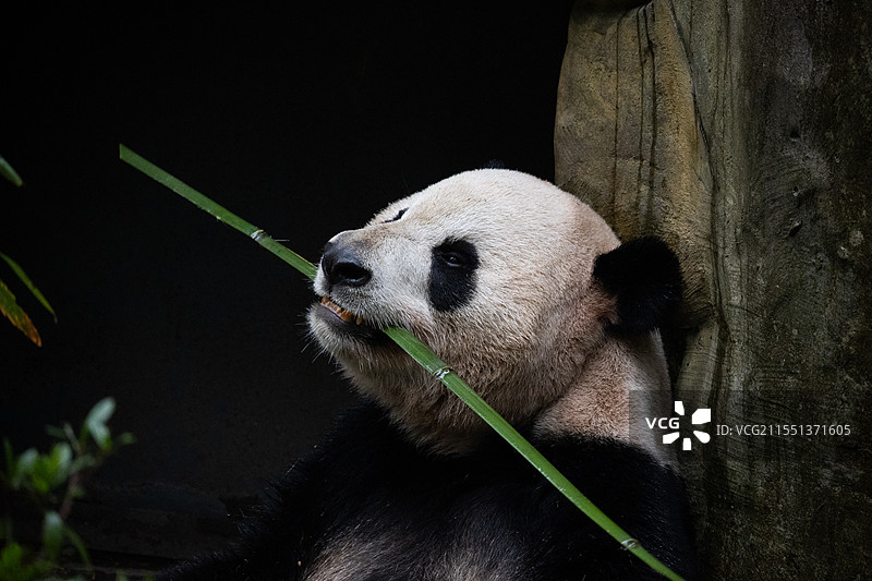 四川都江堰熊猫谷的可爱熊猫，仰天凝望图片素材