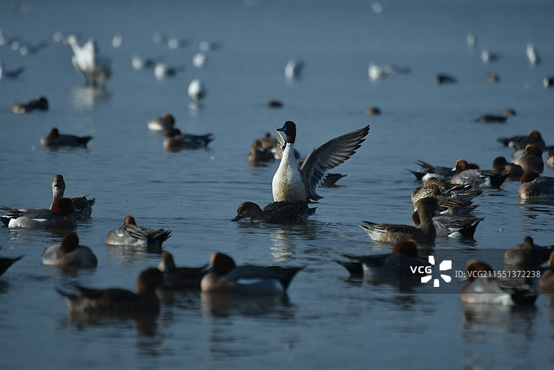 《群鸭中的舞者》琶嘴鸭又名铲土鸭、琵琶嘴鸭，是雁形目鸭科鸭属鸟类。图片素材