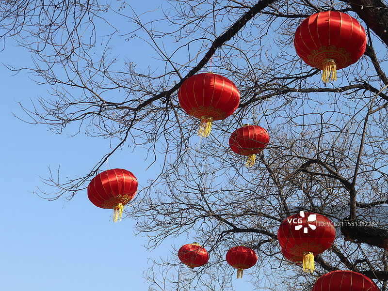 北京冬天树枝上挂的灯笼图片素材