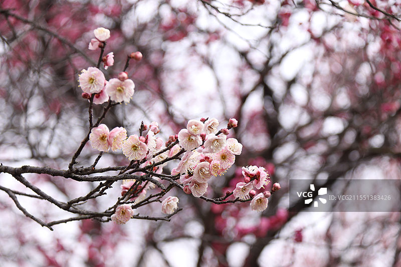 梅花图片素材