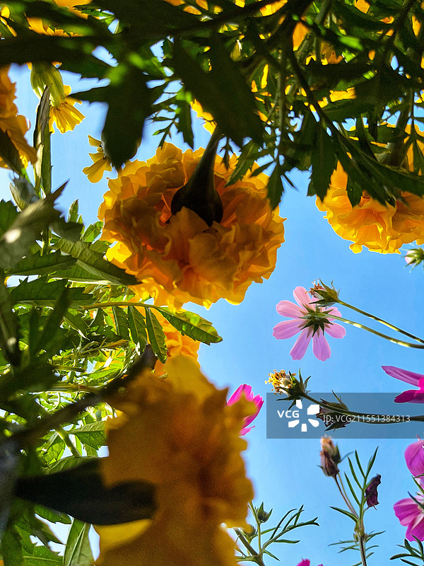 花的世界图片素材