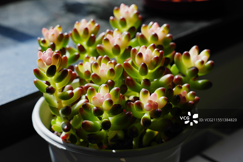 果冻乙女心粉色多肉植物阳台花卉绿植图片素材