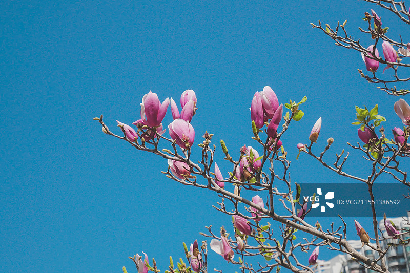 蓝天下含苞欲放的玉兰花图片素材