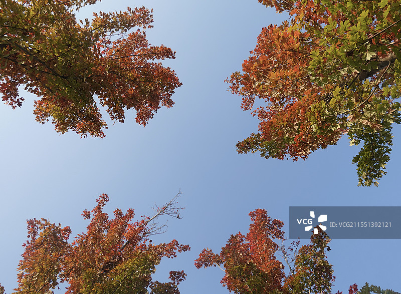 公园深秋的树梢图片素材
