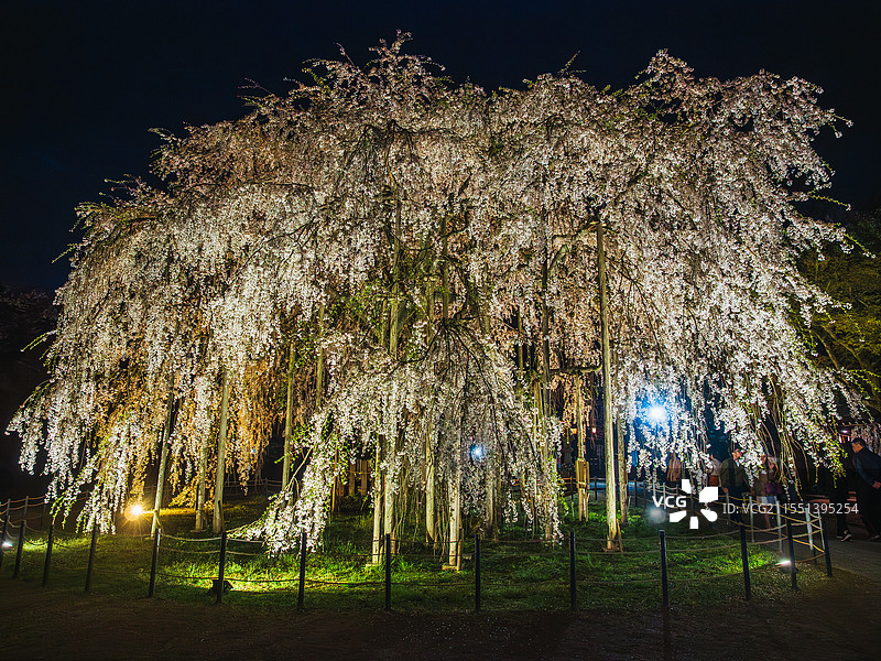 春天樱花季日本赏樱名所福井市足羽山公园足羽神社垂枝樱花树图片素材