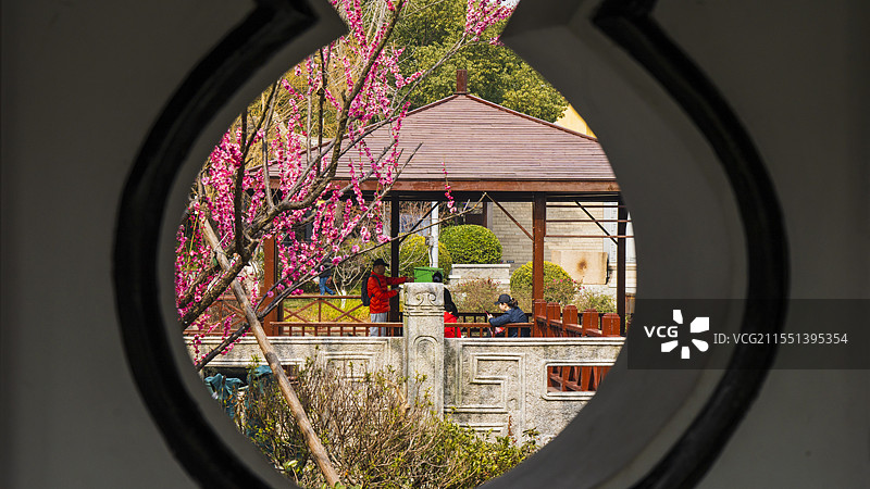 南湖的梅花图片素材