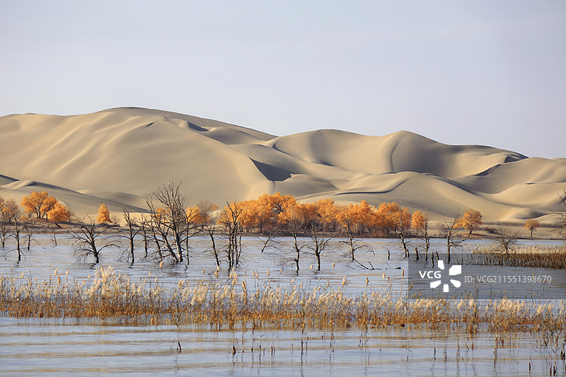 塔克拉玛干沙漠中秘密生长的胡杨林树群图片素材