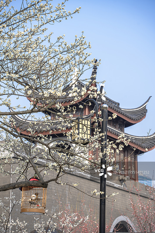 上海浦东梅园公园古建筑梅花与陆家嘴地标建筑同框冬春景观图片素材