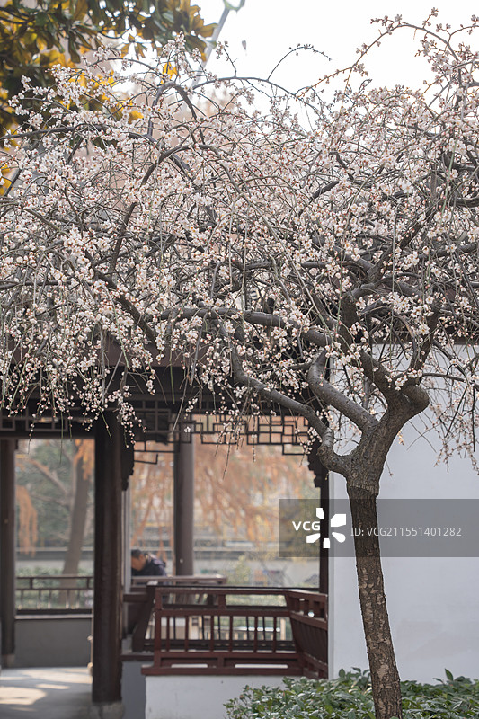 上海浦东梅园公园古建筑梅花与陆家嘴地标建筑同框冬春景观图片素材