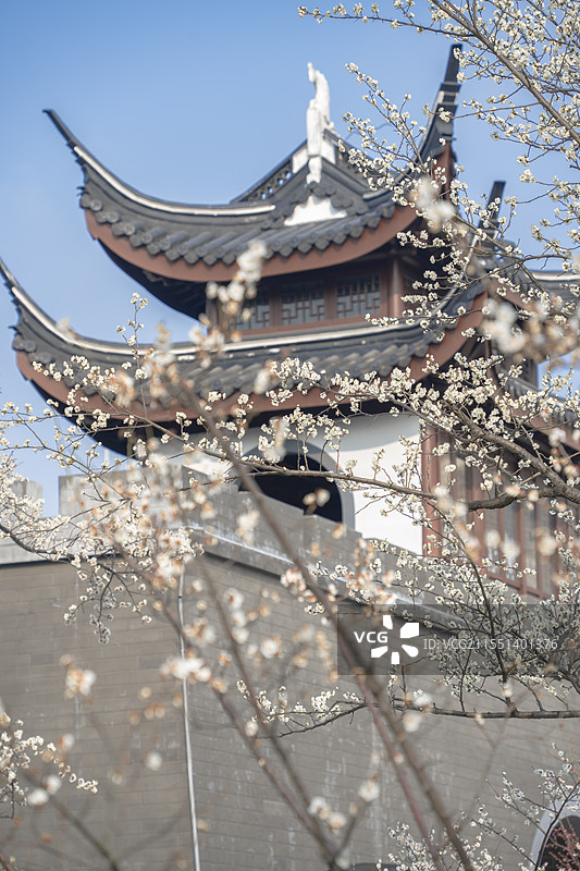上海浦东梅园公园古建筑梅花与陆家嘴地标建筑同框冬春景观图片素材