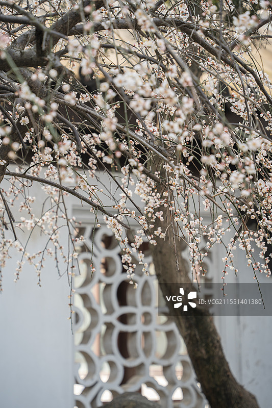 上海浦东梅园公园古建筑梅花与陆家嘴地标建筑同框冬春景观图片素材