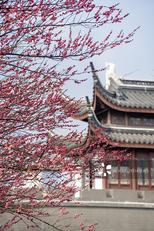 上海浦东梅园公园古建筑梅花与陆家嘴地标建筑同框冬春景观图片素材
