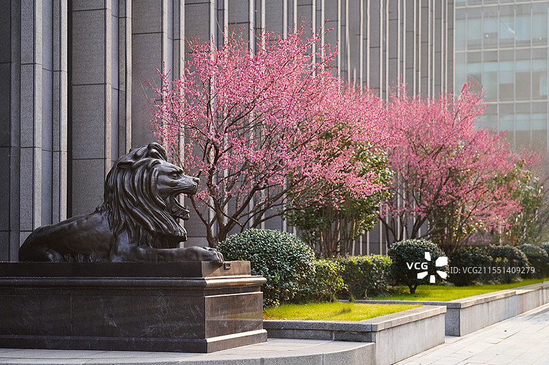 银行门前的石狮子和梅花图片素材