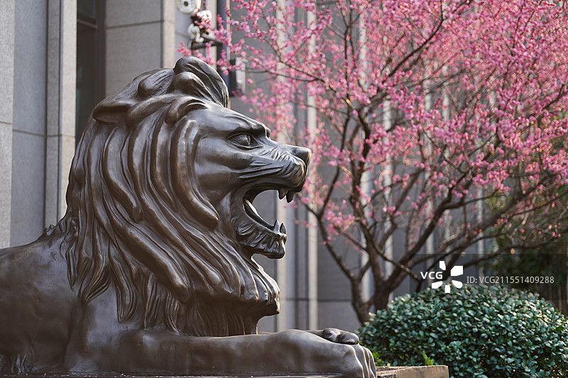 银行门前的石狮子和梅花图片素材