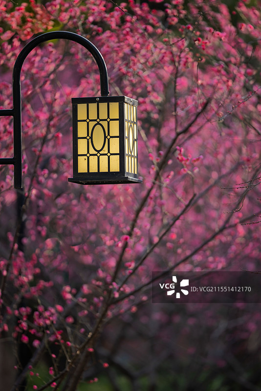 上海梅园公园梅花背景的中国古典风格路灯图片素材