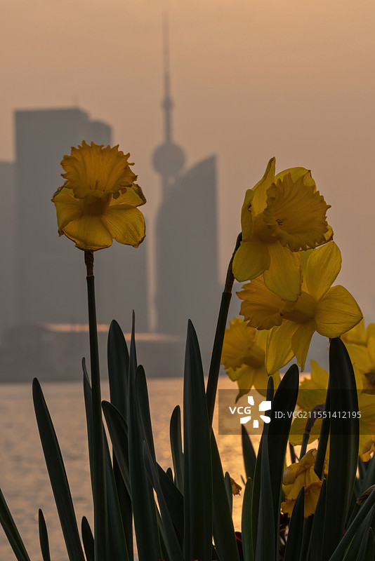 上海杨浦滨江的水仙花和东方明珠电视塔图片素材
