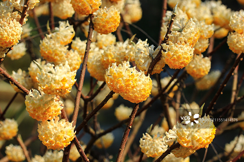 完全绽放的结香花实拍图片素材