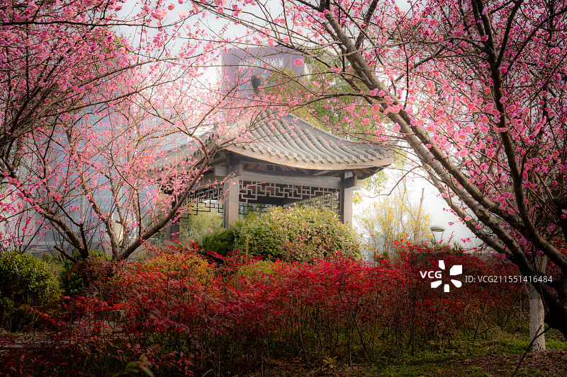 宁波大学梅山校区梅园图片素材