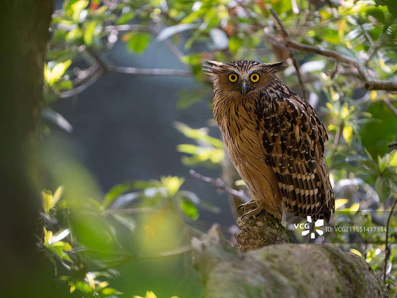 马来渔鸮图片素材