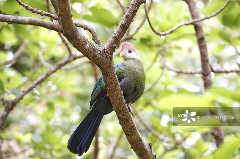 树枝上的红冠蕉鹃图片素材