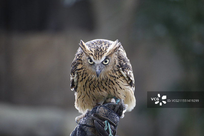 站在手套上的马来渔鸮图片素材
