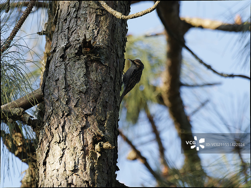 楚雄紫溪山鸟类图片素材