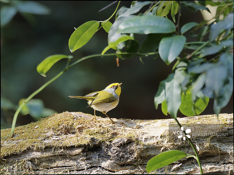 楚雄紫溪山鸟类图片素材