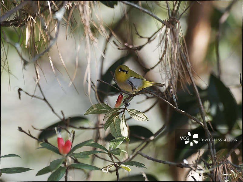 楚雄紫溪山鸟类图片素材