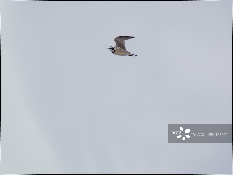 陆良县鸟类图片素材