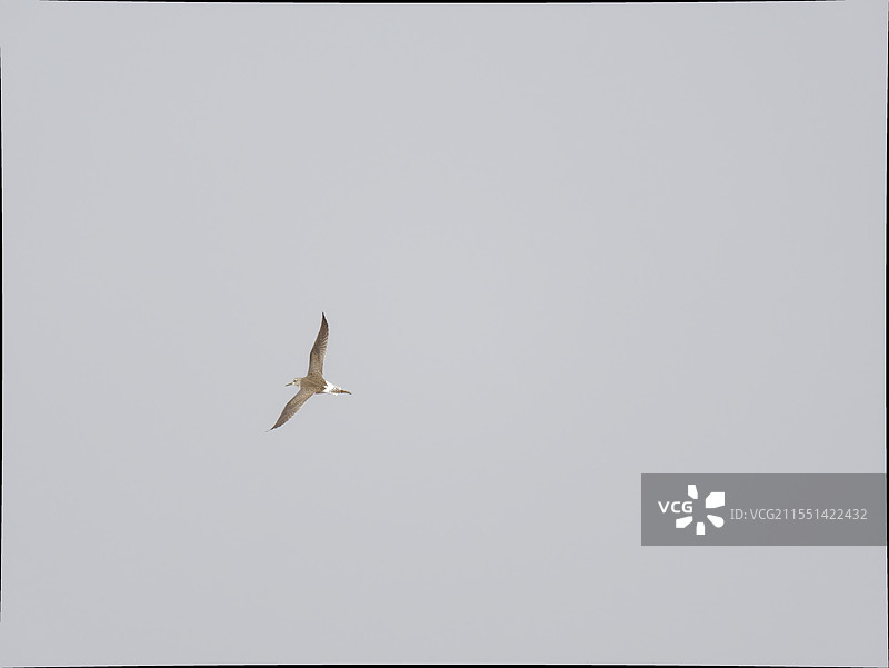 陆良县鸟类图片素材