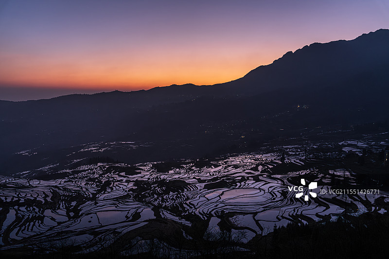 霞光多依树图片素材