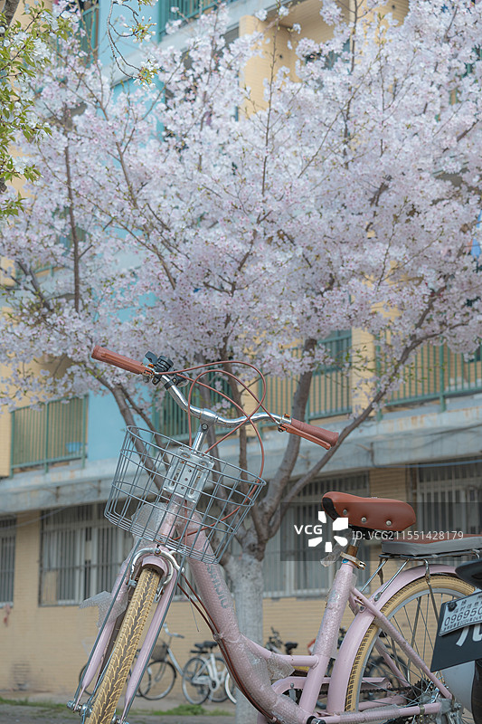 樱花树下的自行车图片素材