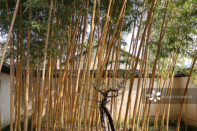 黄秆乌哺鸡竹拍摄于苏州园林沧浪亭图片素材