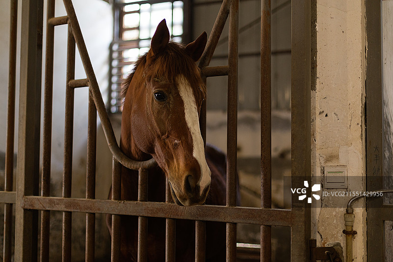 马场马厩里的棕色马图片素材