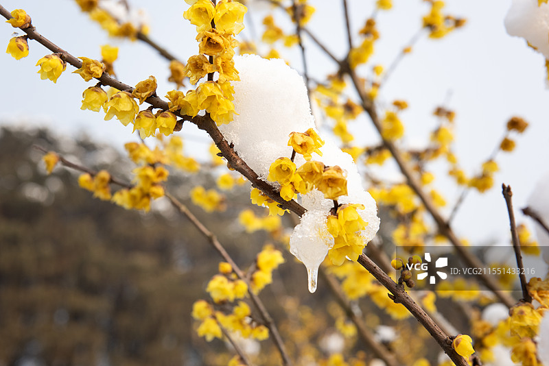 武汉东湖梅园腊梅图片素材