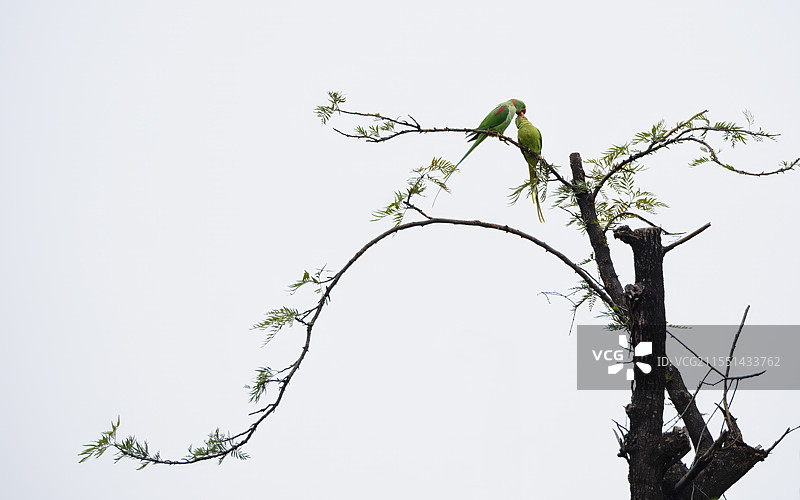 亚历山大鹦鹉图片素材
