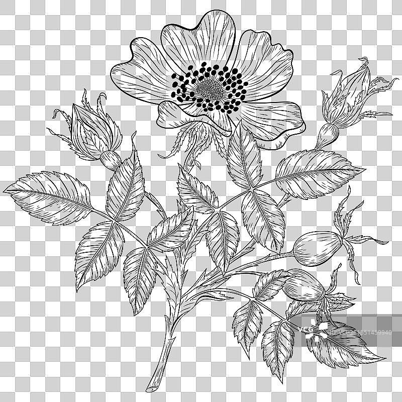 手绘狗玫瑰花轮廓图片素材