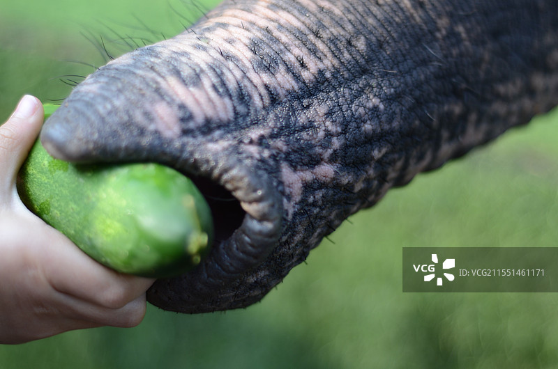 大象吃水果图片素材