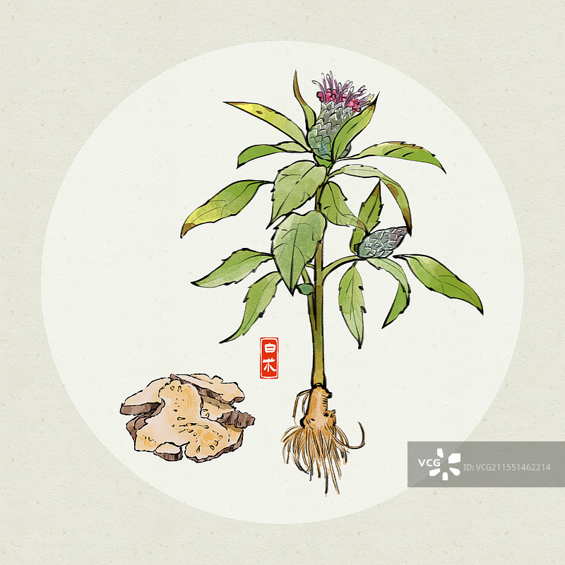 中药白术国风插画图片素材