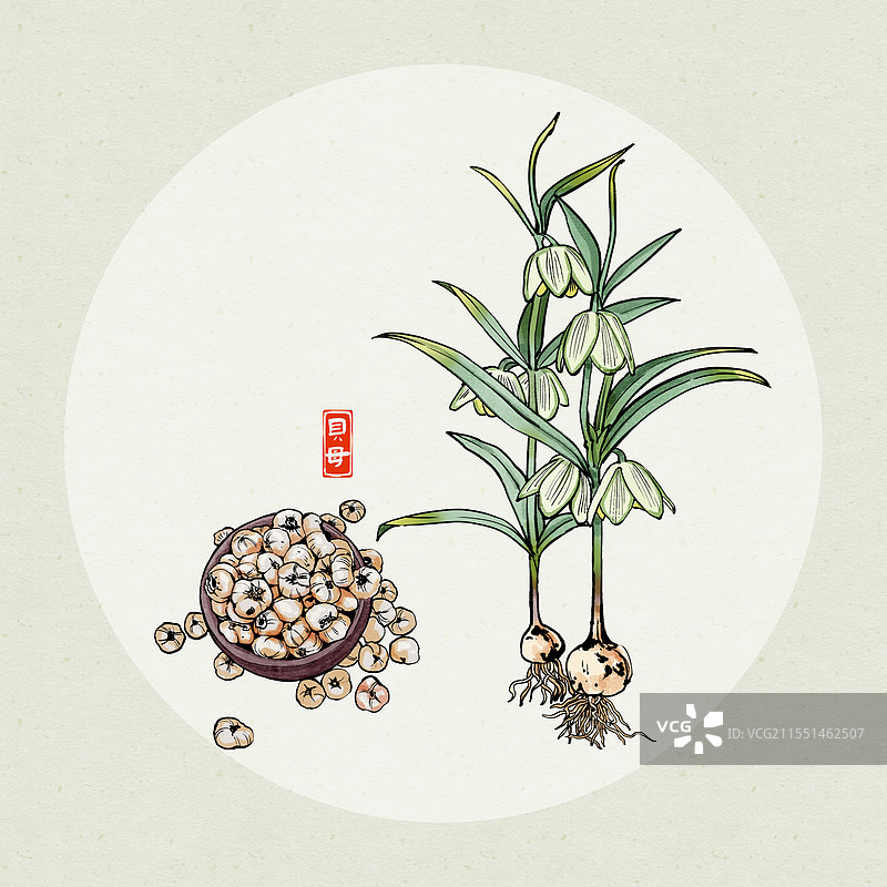 中药贝母国风插画图片素材
