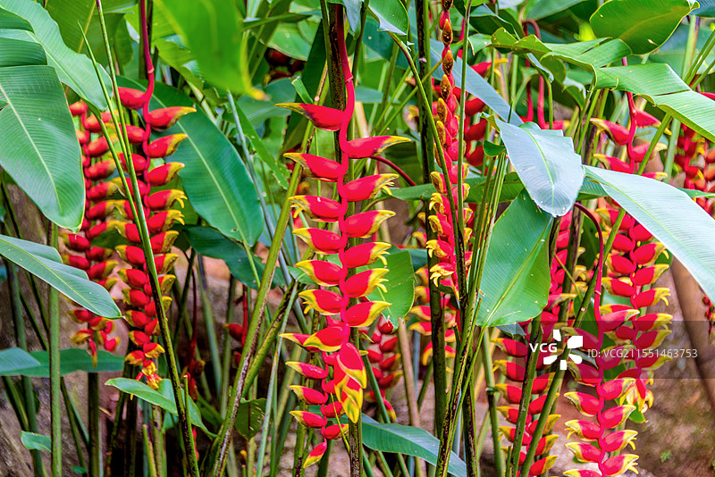 双子叶植物纲旅人蕉科植物——垂花赫蕉图片素材
